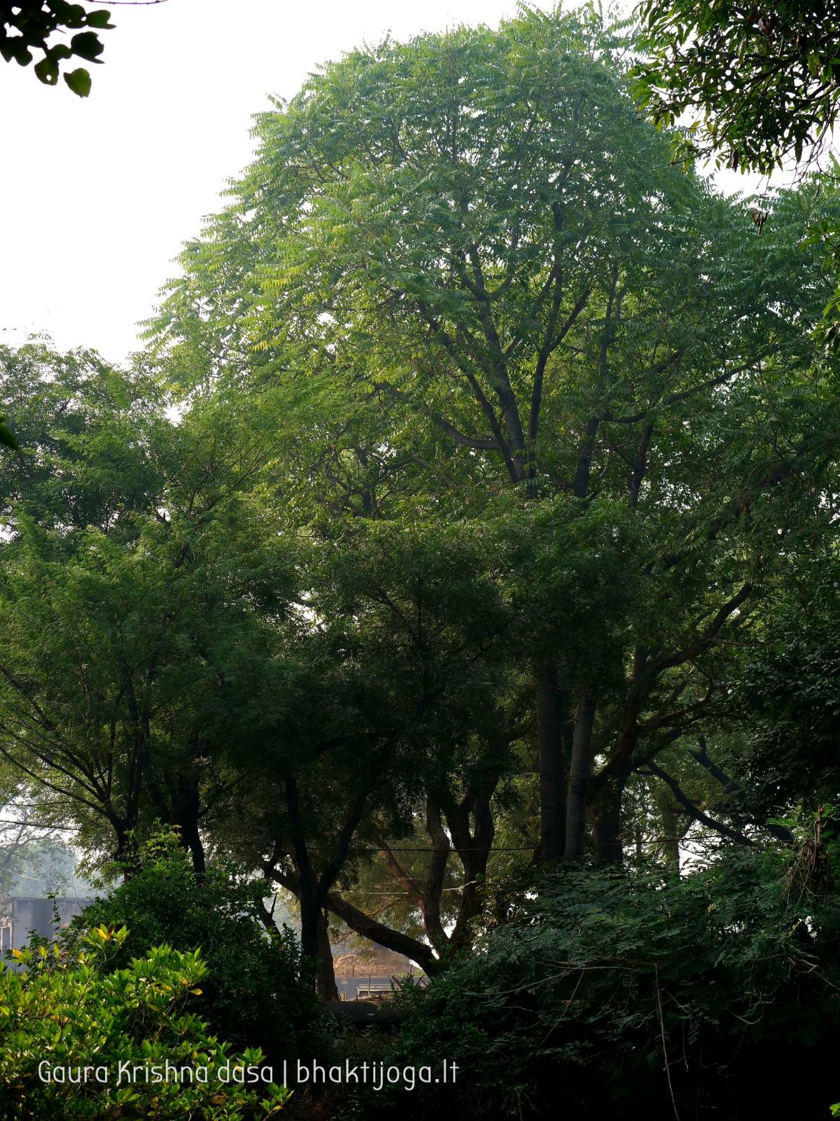  Varshana parikrama and preaching. 2019.12.10